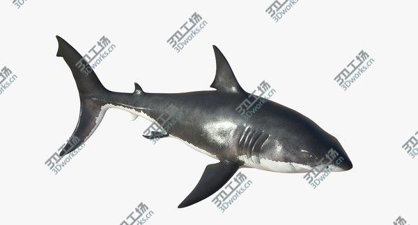 images/goods_img/20210312/3D Great White Shark Rigged model/3.jpg